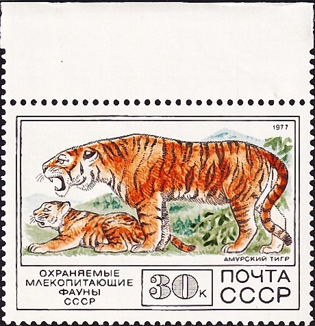  1977  .   (Panthera tigris altaica) .  1,0 